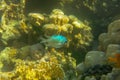 Indian swallow fish in corals, Amblyglyphidodon indicus, Red Sea, Egypt. Profile portrait of Pale Damselfish against giant sea fan