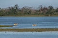 Indian Swamp Deer at Kazhiranga National Park, Assam Royalty Free Stock Photo