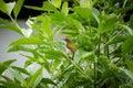 Indian tail bird in the garden