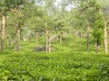 Indian tea fram munnar kerla Royalty Free Stock Photo