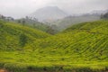 Indian tea plantations in Kerala. Royalty Free Stock Photo