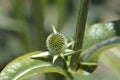 Indian teasel Royalty Free Stock Photo