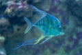 Indian threadfish - Alectis indica Royalty Free Stock Photo