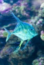 Indian threadfish - Alectis indica Royalty Free Stock Photo