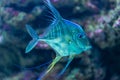 Indian threadfish - Alectis indica Royalty Free Stock Photo