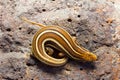 Indian Three Banded Skink, Eutropis trivittata dorsal shot, Saswad, Pune District, Maharashtra