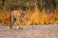 Indian tiger female with first rain, wild animal in the nature habitat, Ranthambore, India. Big cat, endangered animal. End of dry Royalty Free Stock Photo