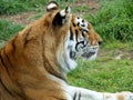 Indian Tiger (female) 15 years old