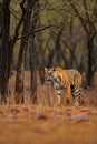 Indian tiger with first rain, wild danger animal in the nature habitat, Ranthambore, India. Big cat, endangered animal, nice fur c Royalty Free Stock Photo