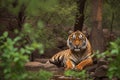 Indian Tiger Male Embracing the First Rain in Ranthambore, India