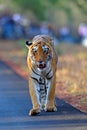 Indian Tiger Panthera tigris walking head on