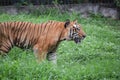 Indian tiger is standing on a grass field Royalty Free Stock Photo