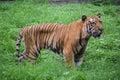 Indian tiger is standing on a grass field Royalty Free Stock Photo