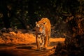 Indian tiger, wild animal in the nature habitat, Ranthambore NP, India. Big cat, endangered animal. End of dry season, beginning