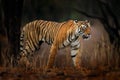 Indian tiger, wild animal in the nature habitat, Ranthambore NP, India. Big cat, endangered animal. End of dry season, beginning