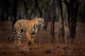 Indian tiger, wild animal in the nature habitat, Ranthambore NP, India. Big cat, endangered animal. End of dry season, beginning