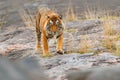 Indian tiger, wild danger animal in nature habitat, Ranthambore, India. Big cat, endangered mammal, nice fur coat. Tiger on stone