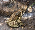 Indian Toad