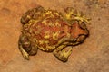 Indian Toad, Duttaphrynus melanostictus, Mulshi, Maharashtra Royalty Free Stock Photo