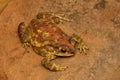 Indian Toad, Duttaphrynus melanostictus, Mulshi, Maharashtra Royalty Free Stock Photo
