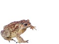 INDIAN TOAD WHITE BACKGROUND, ISOLATED