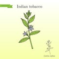Indian Tobacco Lobelia inflata , or Asthma weed, medicinal herb Royalty Free Stock Photo