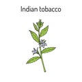 Indian Tobacco Lobelia inflata , or Asthma weed, pukeweed, gagroot, medicinal herb Royalty Free Stock Photo