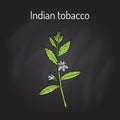 Indian Tobacco Lobelia inflata , or Asthma weed, pukeweed, gagroot, medicinal herb Royalty Free Stock Photo