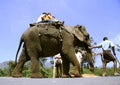 Indian tourist family taking a elephant ride Royalty Free Stock Photo