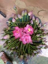 INDIAN TRADITION LOTOUS FLOWER SAMPLE