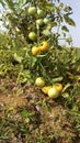 INDIAN TRADITIONAL TOMATO TREE SAMPLE