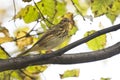 Indian tree pipit.