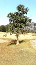 An Indian tree standing between  cutting field Royalty Free Stock Photo