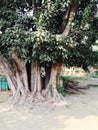 Tree full of life and beauty.