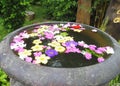 Indian tropical flowers floating in big stone bowl, spa concept