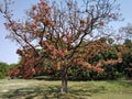 Indian Tropical Tree Mahuwa with Red petals