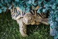 Indian turtle Royalty Free Stock Photo