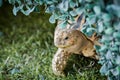 Indian turtle Royalty Free Stock Photo