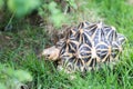 Indian turtle or star turtle Royalty Free Stock Photo
