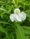 Indian unic white flowers Royalty Free Stock Photo