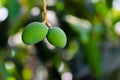 Indian unriped small mangoes hanging to the twig of tree during summer season. Used selective focus