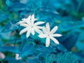 Indian variety of white color seasonable flowers presented on turquoise color blur leaves