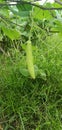 Indian vegetable bottle gourd image