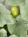This is Indian vegetable bottle gourd. Royalty Free Stock Photo