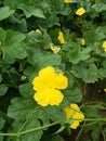 Indian vegetables farm yellow flower green farm