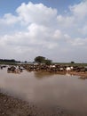 Indian village  Animal goup eating grass water Royalty Free Stock Photo