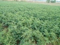 Village area tomato/potato and onion field / land in India