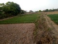 Village area tomato/potato and onion field / land in India