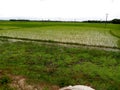 Indian village beautiful scenery  with green paddy field Royalty Free Stock Photo