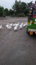 Indian village birds enjoy on way Royalty Free Stock Photo